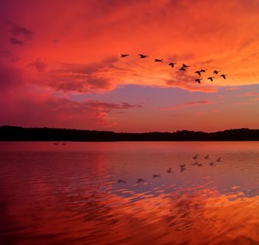 Stunning Sunset Sky Reflected on Relaxing Lake With Canadian Geese Flying Overhead